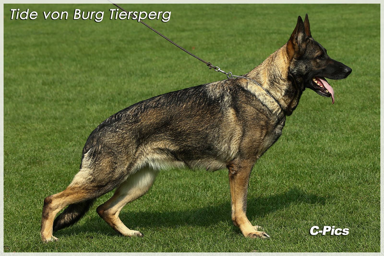 Tide von Burg Tiersperg Standbild