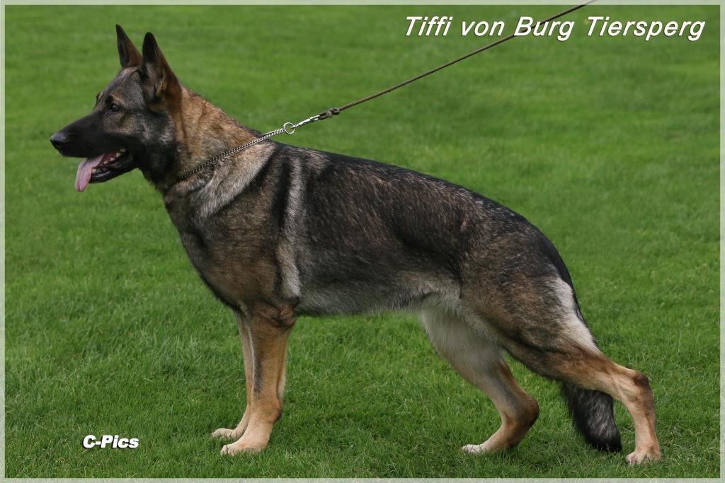 Tiffi von Burg Tiersperg