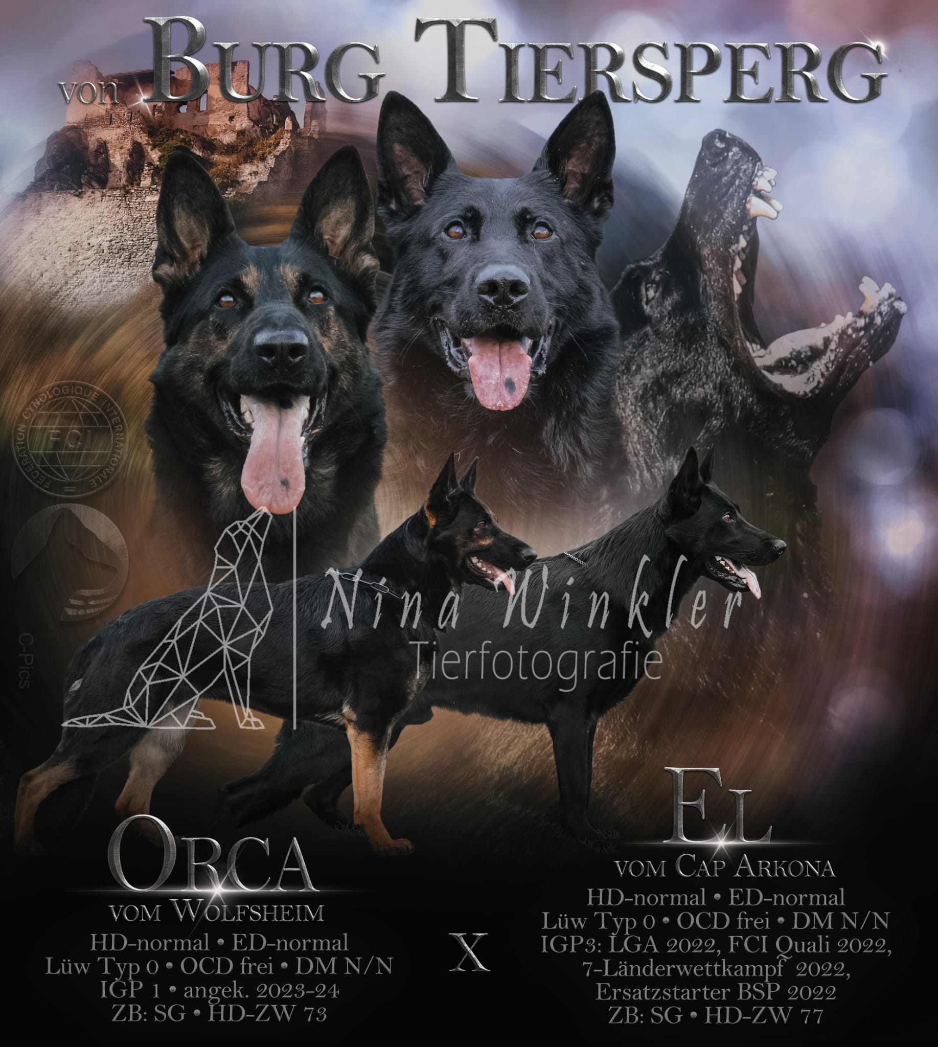 Wurfankündigung x Wurf
